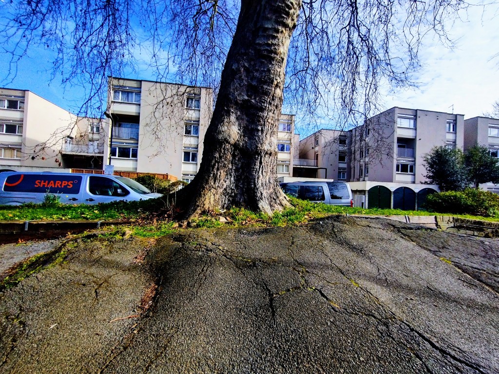 Root of a tree bursting out of pavement with cracks.
