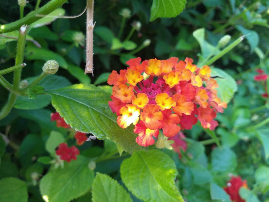 Orange flower with green leaves