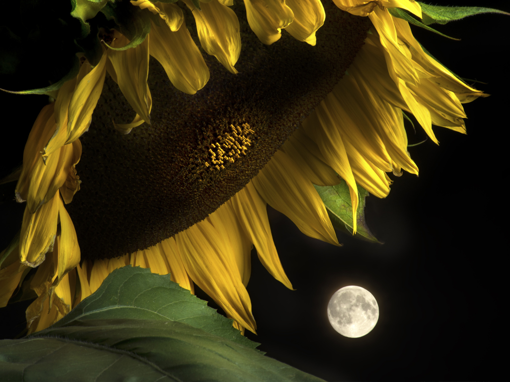 Photo of large sunflower and full moon